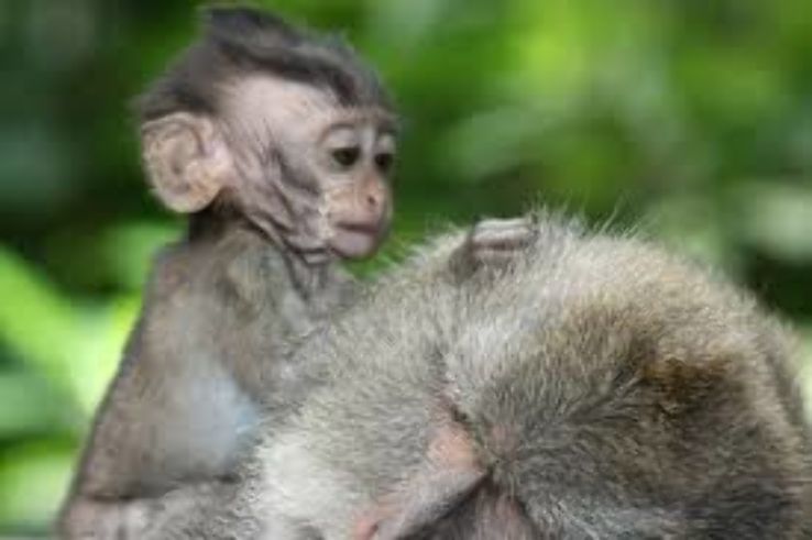 monkeys climb all over you at Ubud Monkey Forest  Trip Packages