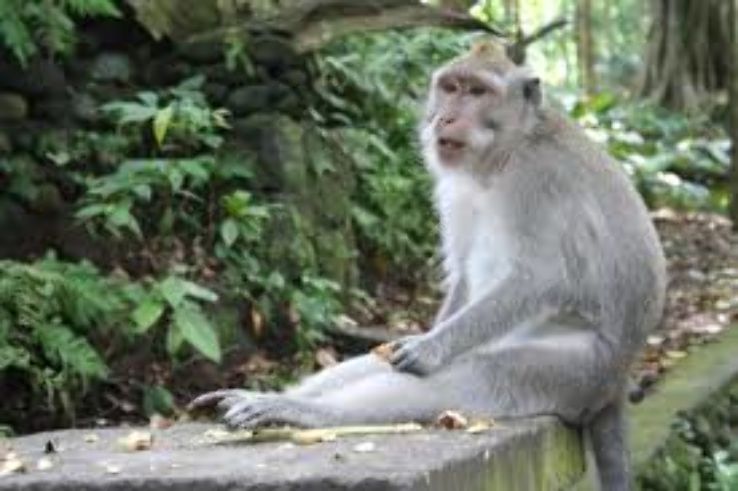 monkeys climb all over you at Ubud Monkey Forest  Trip Packages