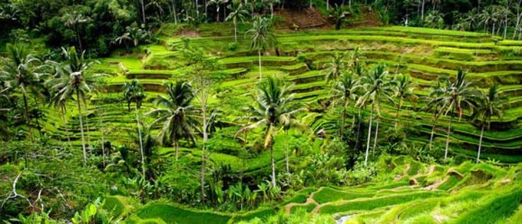 Tegallalang Rice Terraces  Trip Packages