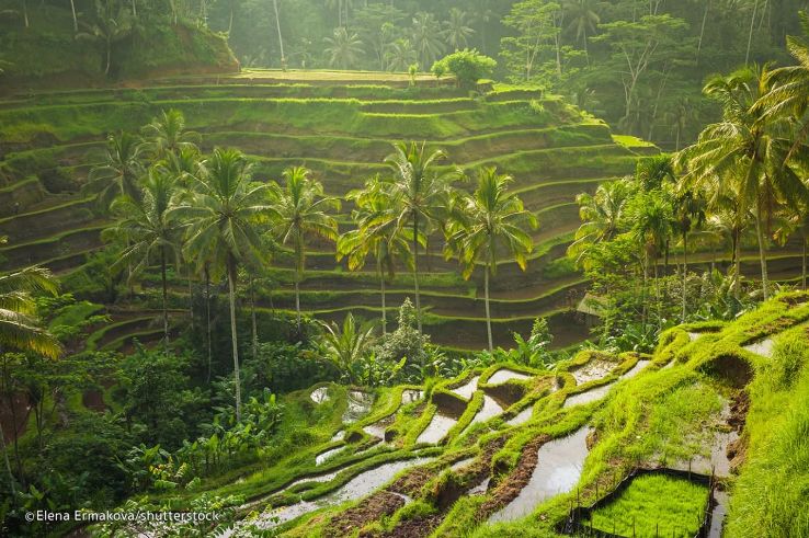Tegallalang Rice Terraces  Trip Packages