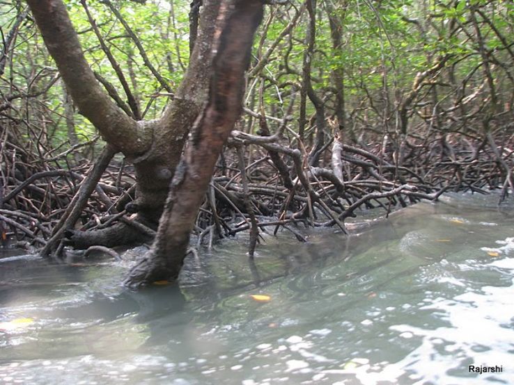 Mangrove creek Trip Packages