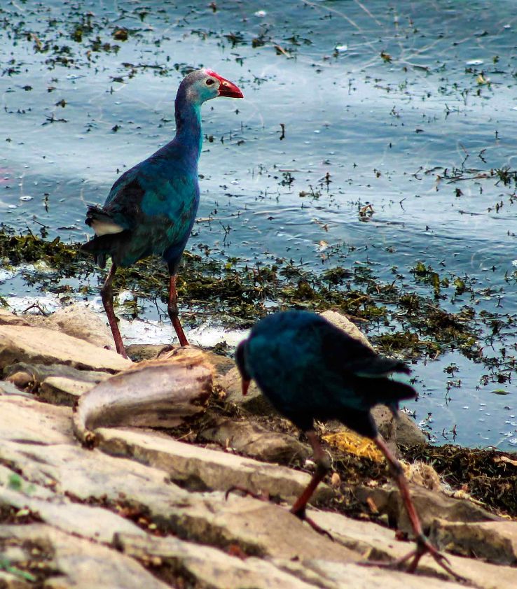 Sirpur Lake Trip Packages