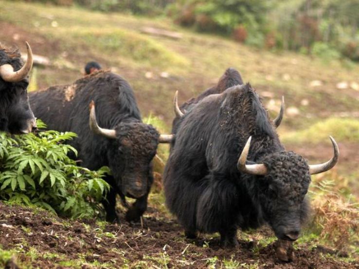National Research Centre On Yak  Trip Packages