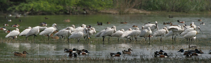Sultanpur National Park and Bird Sanctuary Trip Packages