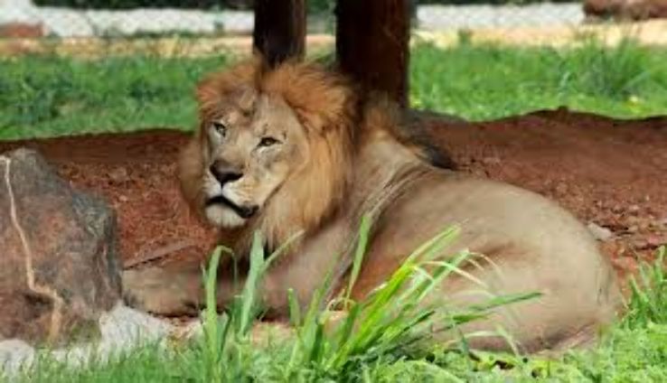 Mysore Zoo Trip Packages