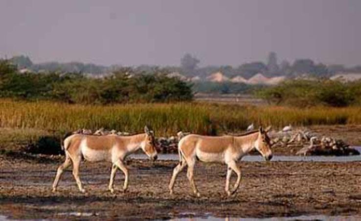 Kutch Desert Wildlife Sanctuary Trip Packages