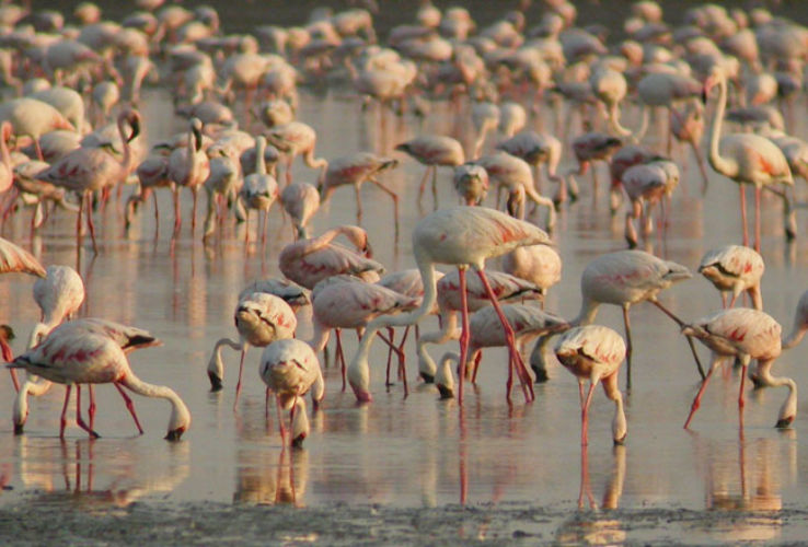 Kutch Desert Wildlife Sanctuary Trip Packages