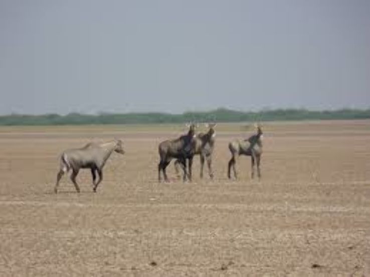 Kutch Desert Wildlife Sanctuary Trip Packages