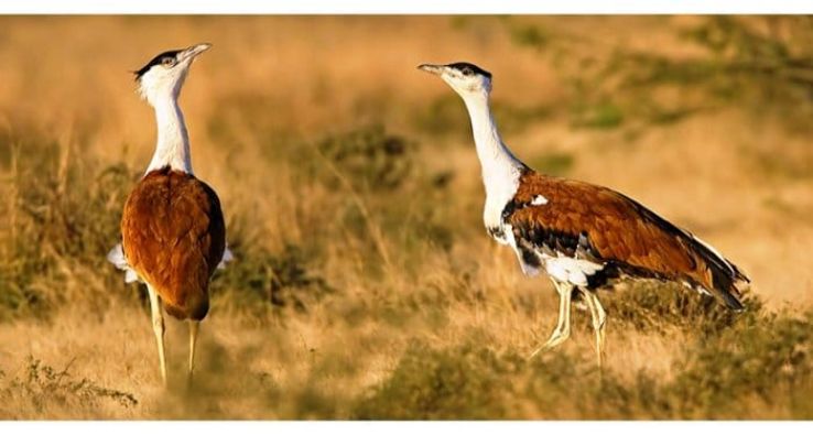 Kutch Bustard Sanctuary  Trip Packages