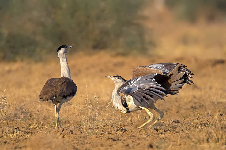 Kutch Bustard Sanctuary  Trip Packages