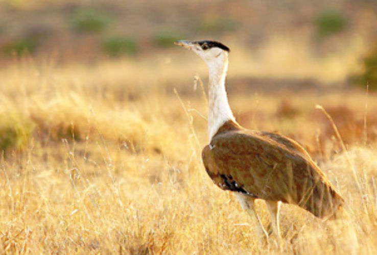 Kutch Bustard Sanctuary  Trip Packages
