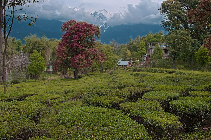 Tea Gardens Trip Packages