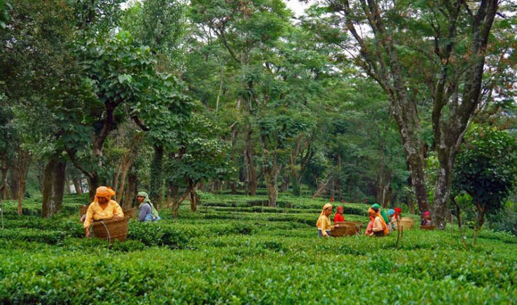Tea Gardens Trip Packages