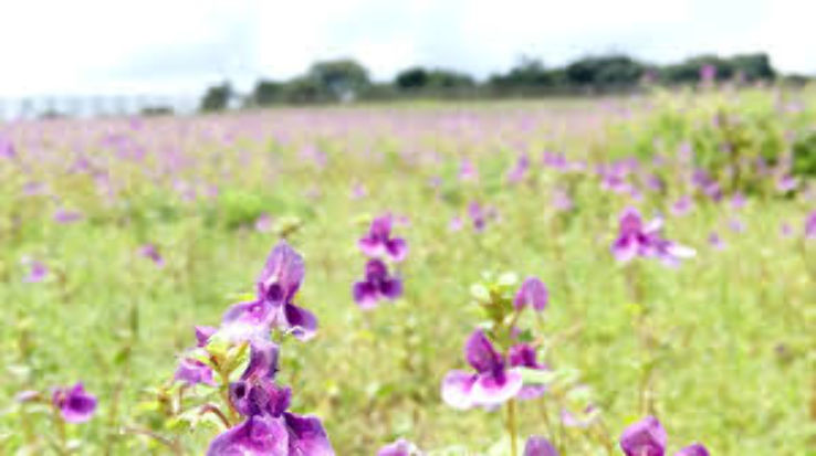 KAAS PLATEAU Trip Packages