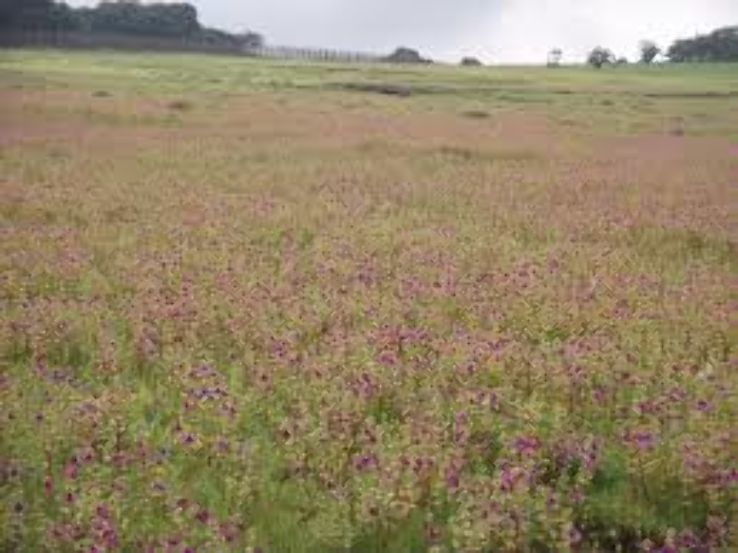 KAAS PLATEAU Trip Packages