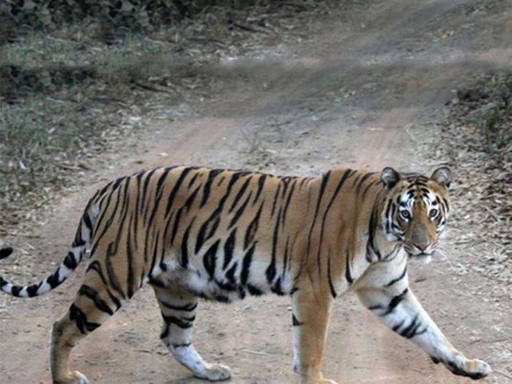 Koyna Wildlife Sanctuary Trip Packages
