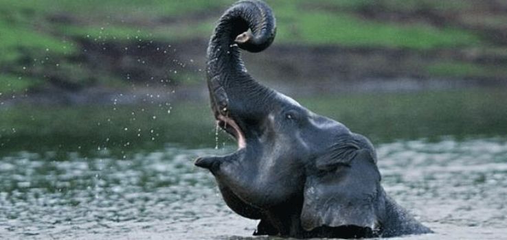 Koyna Wildlife Sanctuary Trip Packages