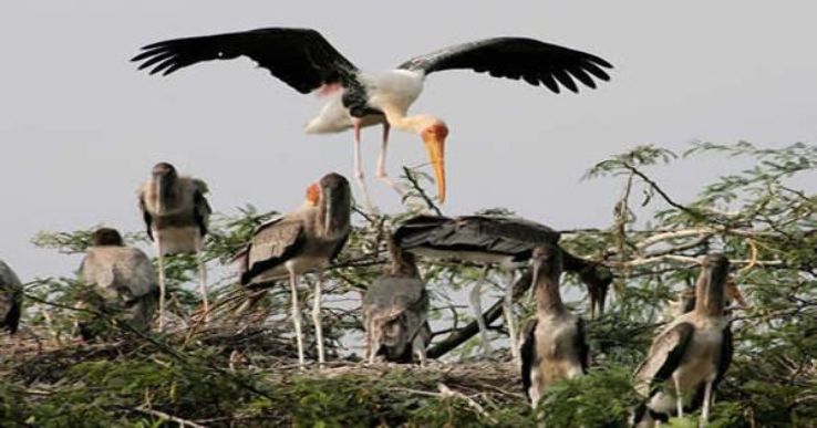 Kunthankulam Bird Sanctuary Trip Packages