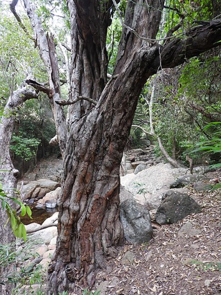 Kalakkad Mundanthurai Tiger Reserve Trip Packages