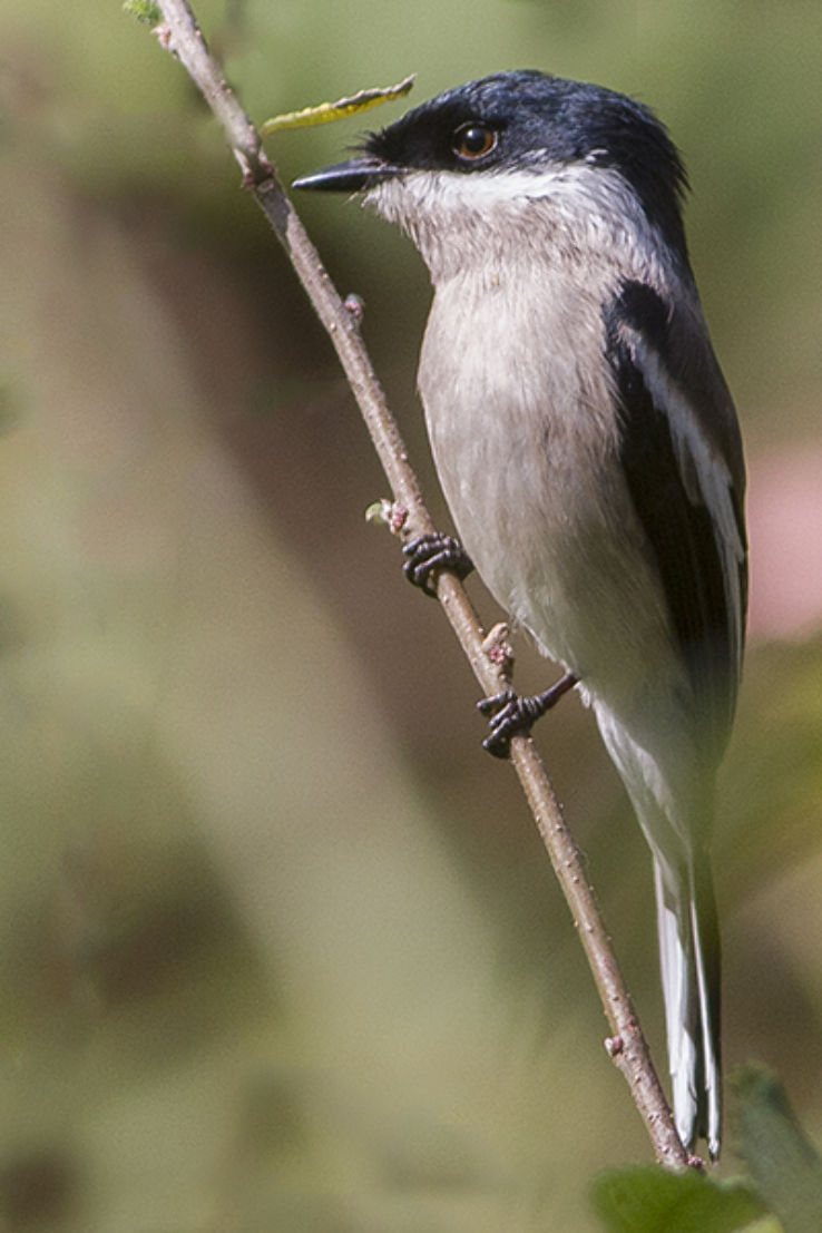 Bird Watching Trip Packages