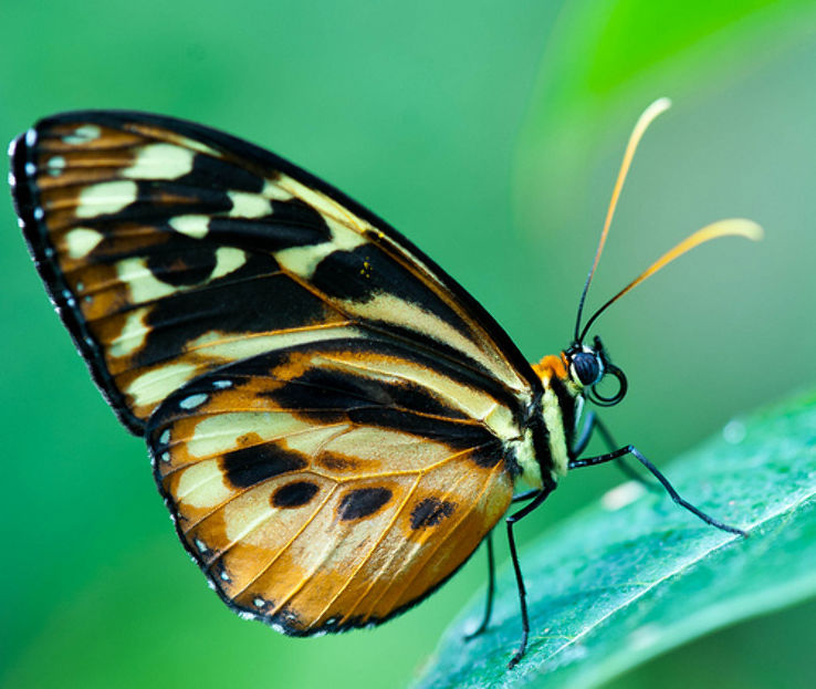 Butterfly Museum Trip Packages
