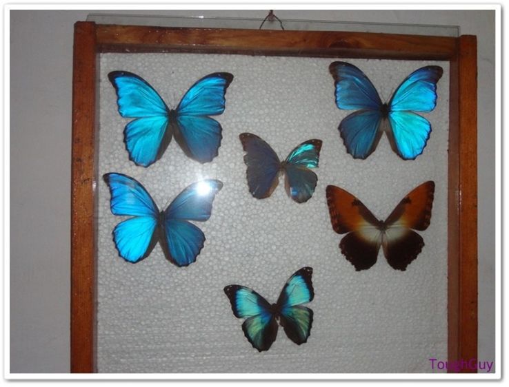 Butterfly Museum Trip Packages