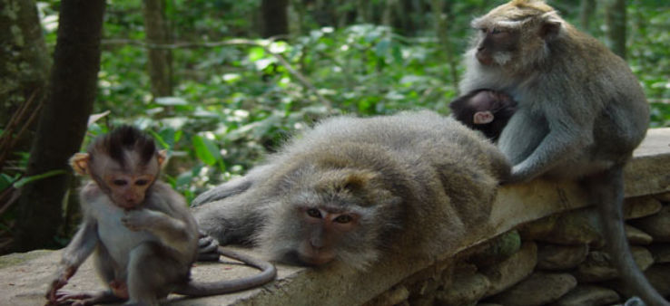 Reserve Forest Sanctuary Trip Packages