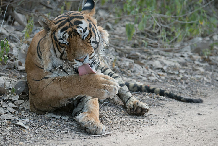 Ranthambhore National Park and Tiger Reserve  Trip Packages