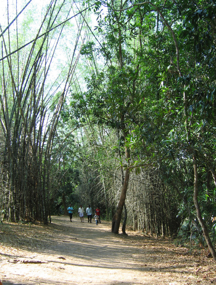 Bamboo Forests Trip Packages