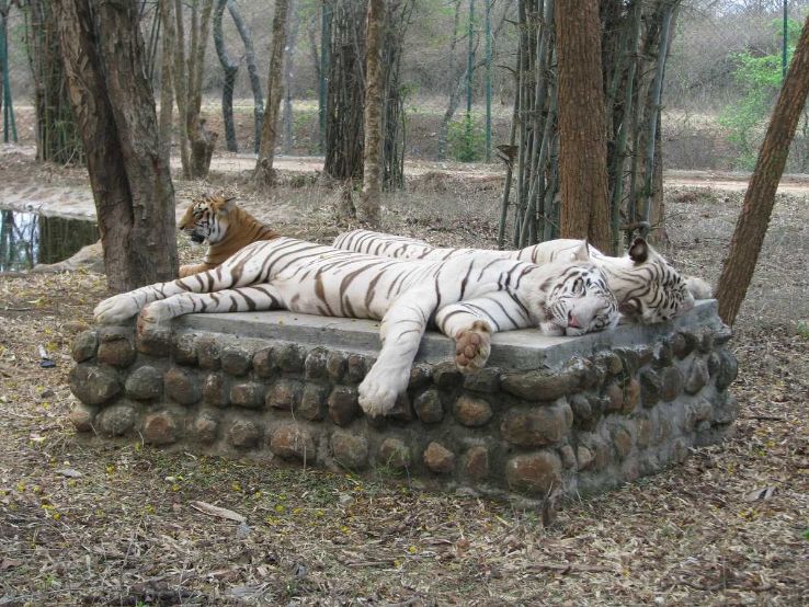 BANNERGHATTA BIOLOGICAL PARK Trip Packages