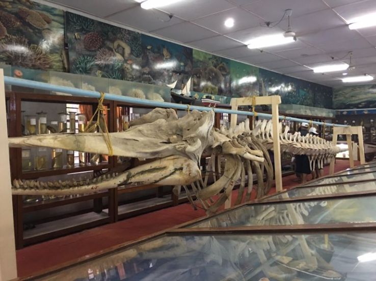 Marine Museum Trip Packages