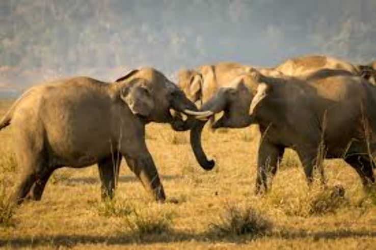 Bijrani Zone Corbett National Park Trip Packages