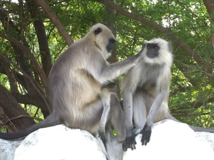 Mount Abu Wildlife Sanctuary Trip Packages