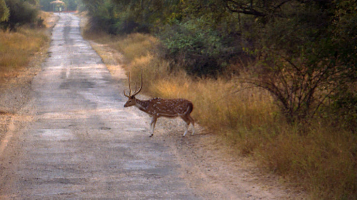 Sariska National Park Trip Packages