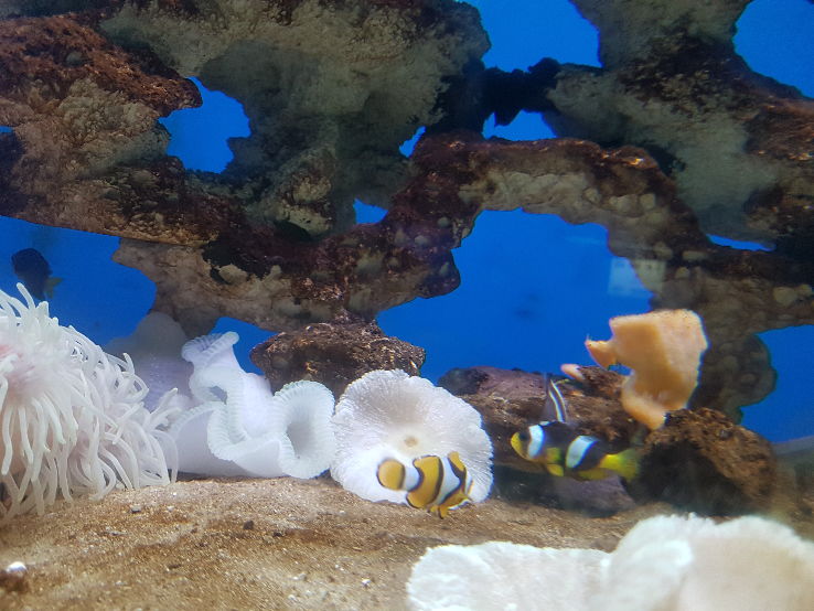 Abyss Marine Aquarium Trip Packages