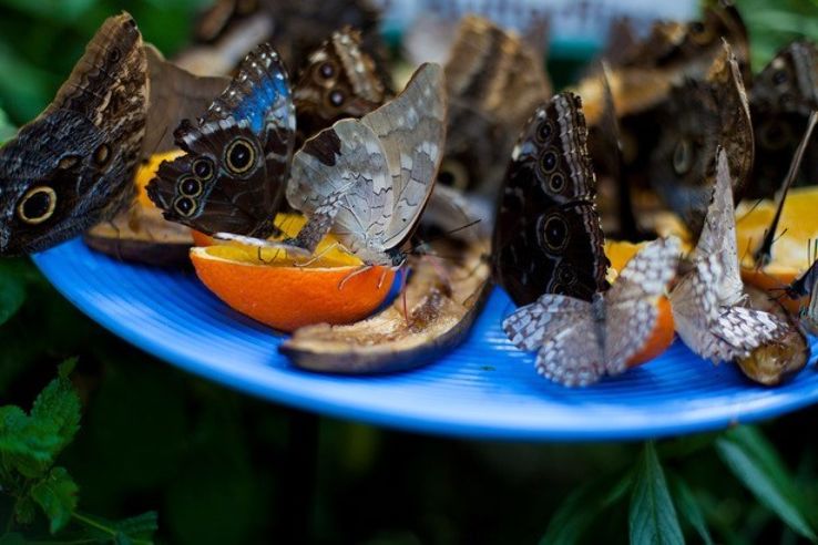 Butterfly Conservatory Trip Packages