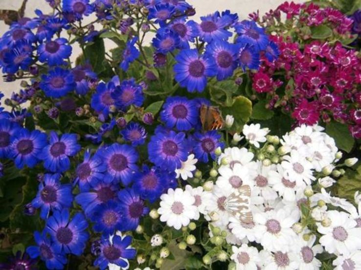 Flower Nurseries Trip Packages