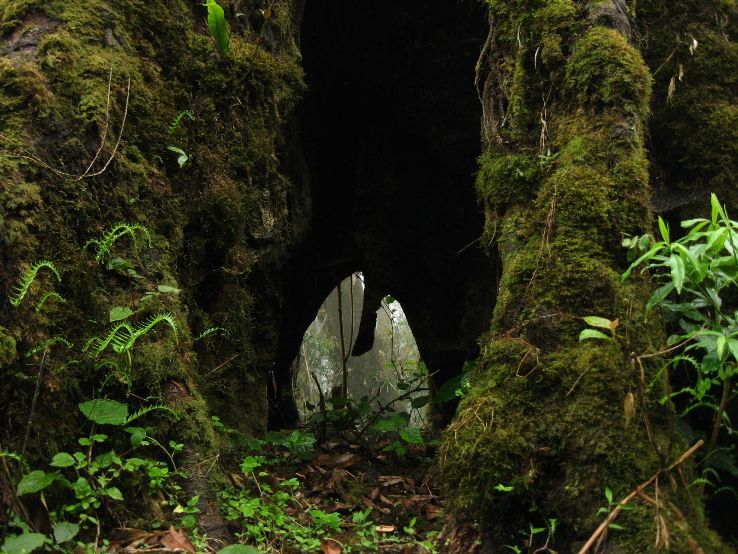 Neora National Park Trip Packages