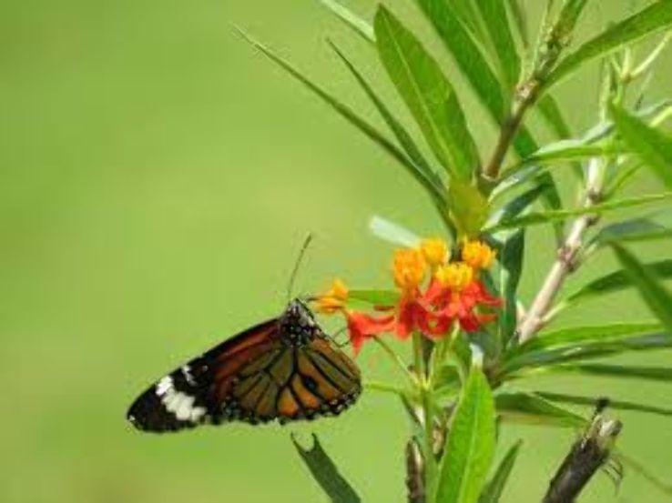 Butterfly Park Trip Packages