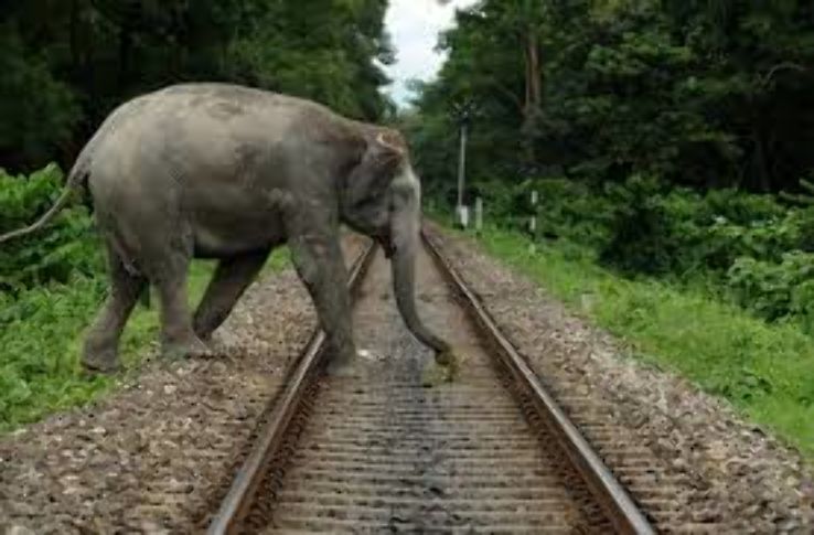 Mahananda Wildlife Sanctuary Trip Packages Mahananda Wildlife Sanctuary Trip Packages