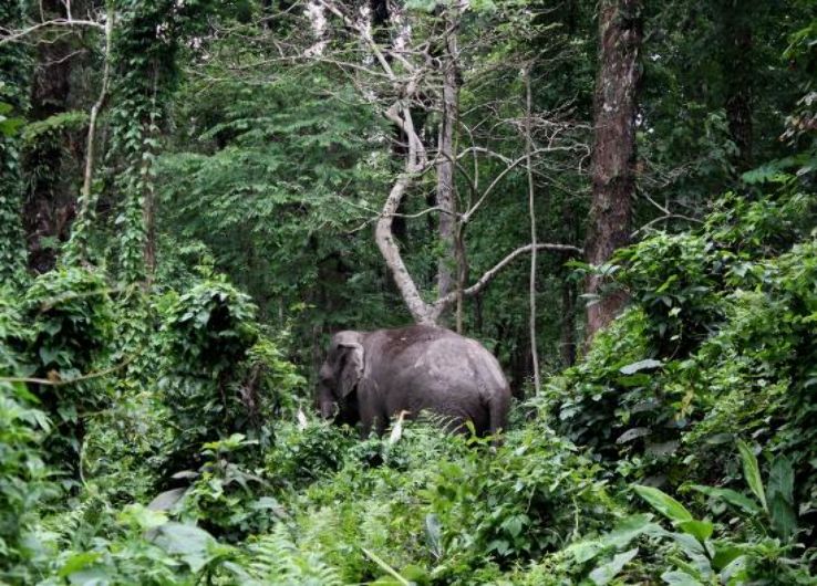 Chilapata Forest Trip Packages