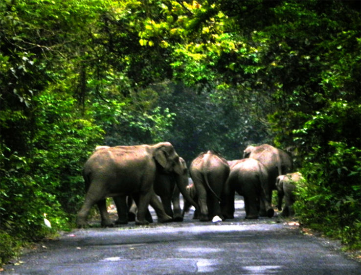 Chilapata Forest Trip Packages