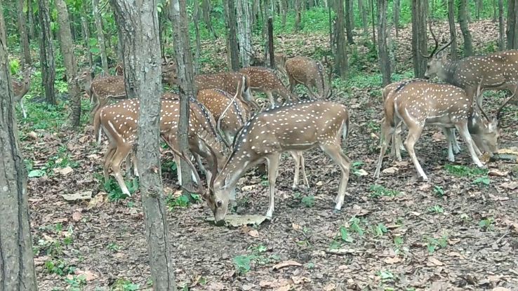 Bengal Safari Park Trip Packages Bengal Safari Park Trip Packages