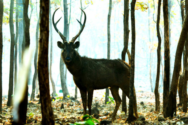 deer safari silvassa