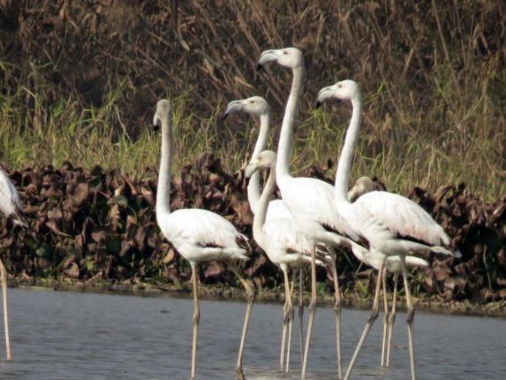 Harike Wildlife Sanctuary Trip Packages