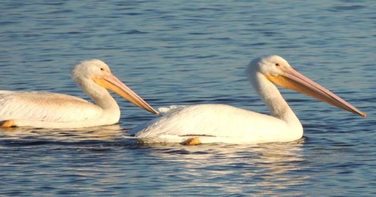 Harike Wildlife Sanctuary Trip Packages