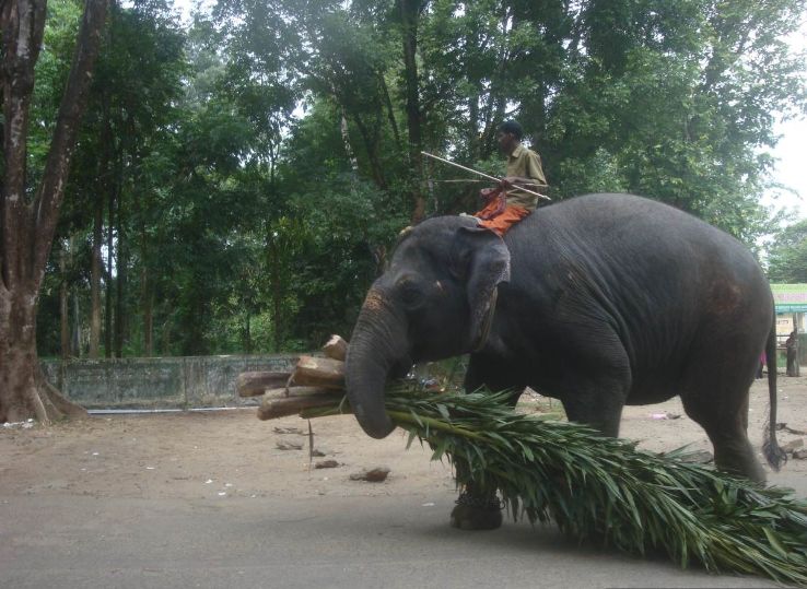 ELEPHANT TRAINING CENTER - KONNI Trip Packages