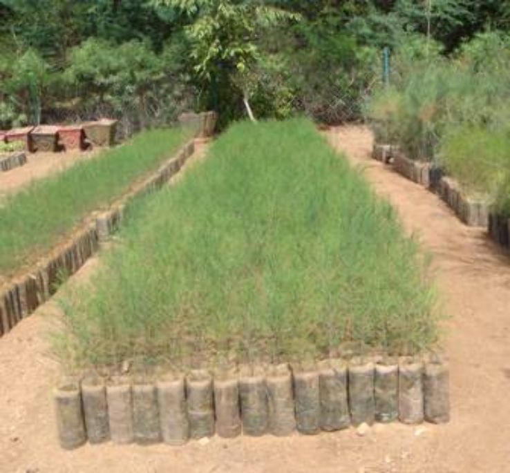 Forest Nursery Trip Packages Forest Nursery Trip Packages