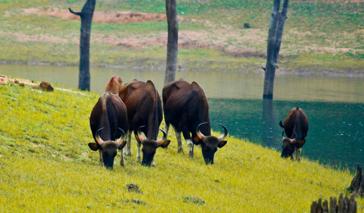 Bison National Park Trip Packages