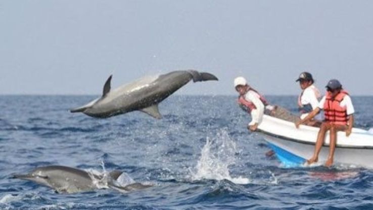 Dolphin Spotting Trip Packages